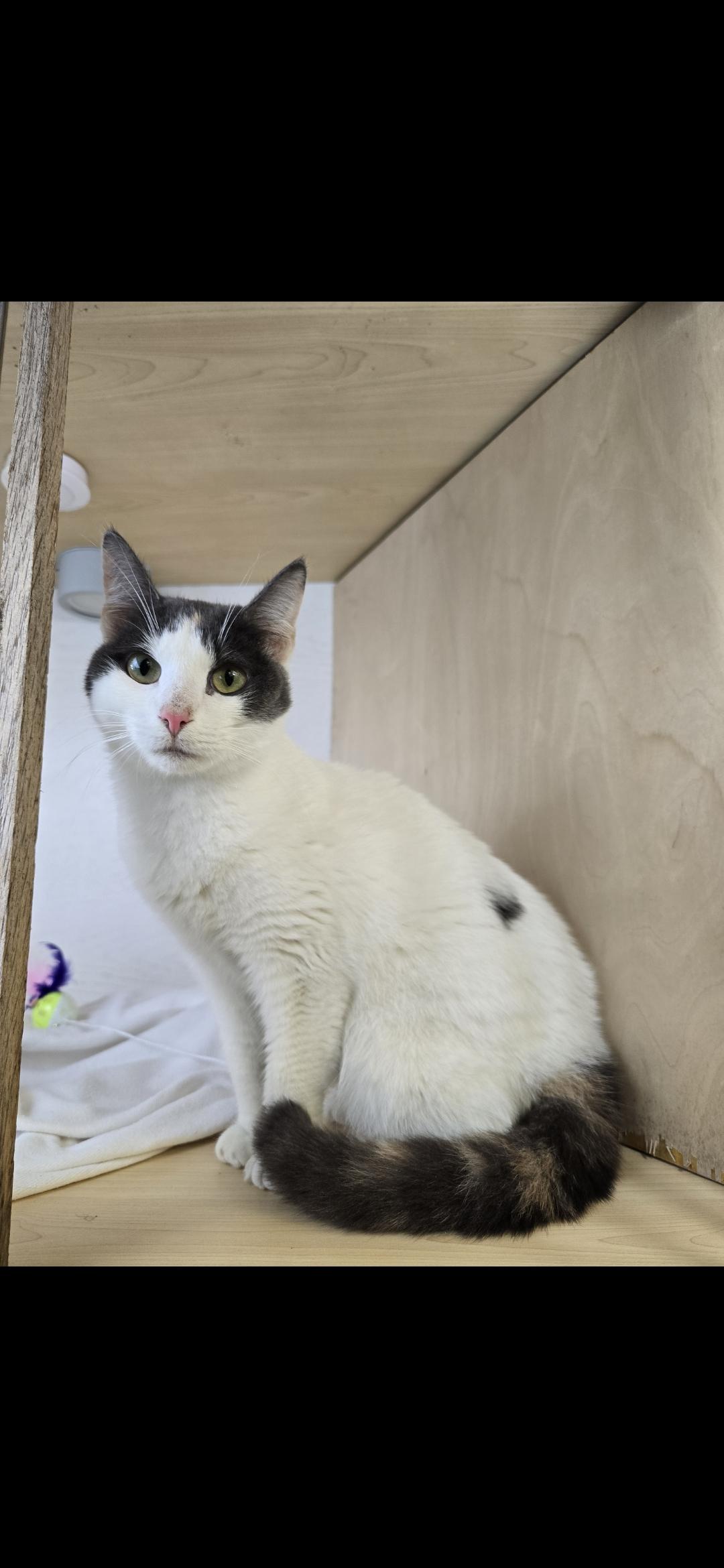 Moon Beam thumbnail 6