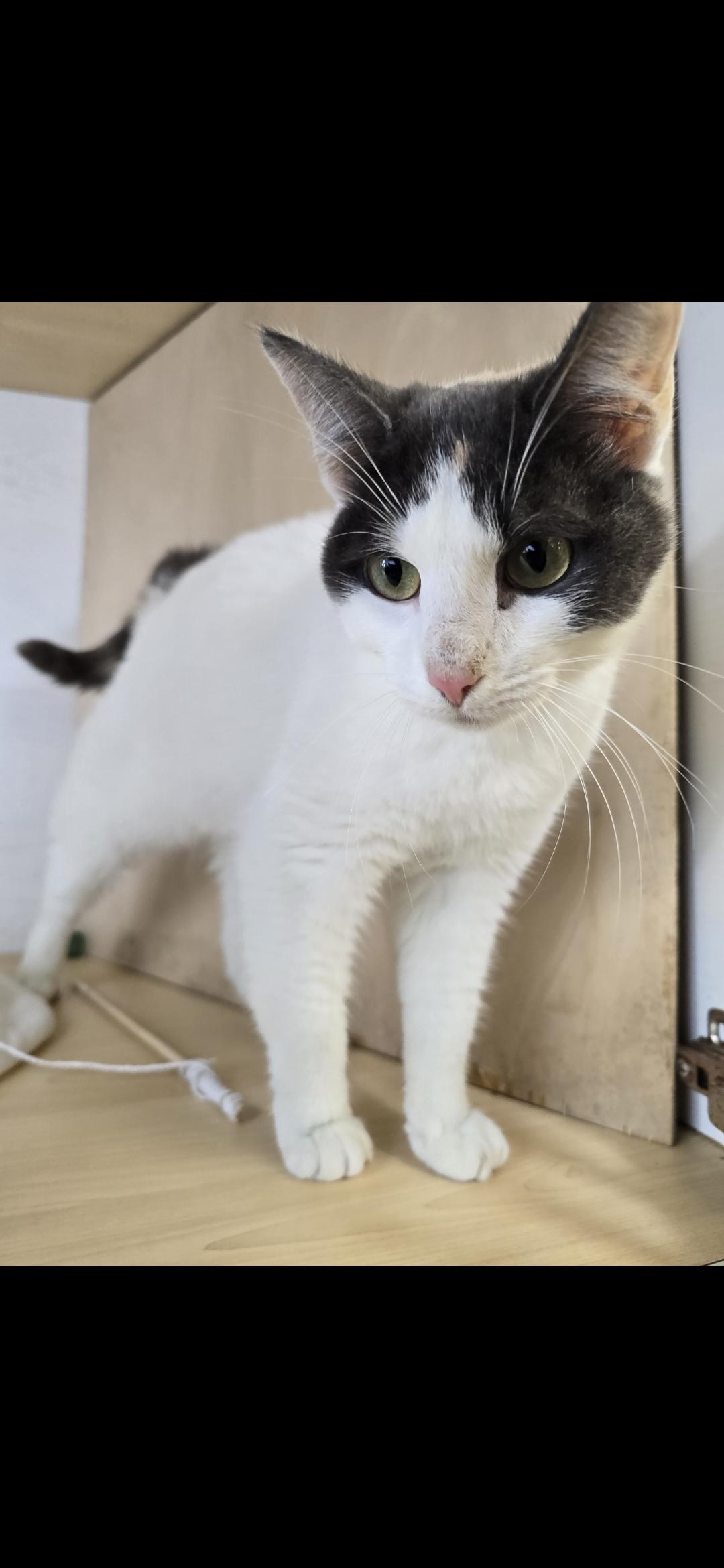 Moon Beam thumbnail 7