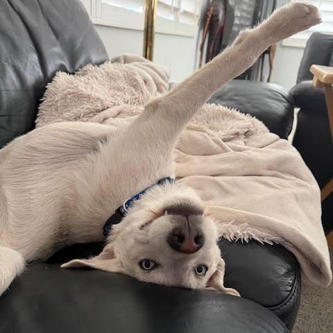 Valerie, an adopted mixed breed in San Diego, CA image 5/5