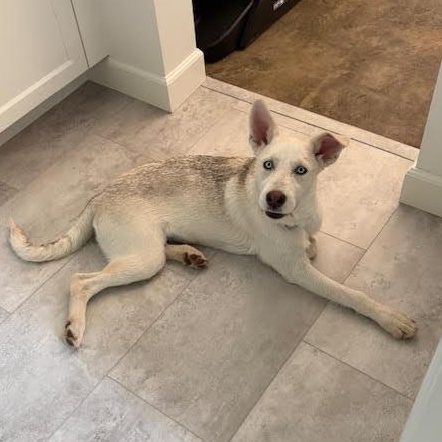 Valerie, an adopted mixed breed in San Diego, CA image 4/5