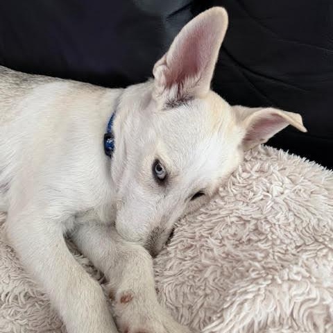 Valerie, an adopted mixed breed in San Diego, CA image 3/5