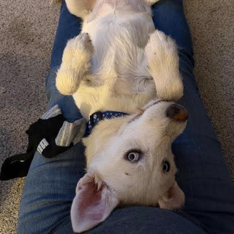 Valerie, an adopted mixed breed in San Diego, CA image 2/5