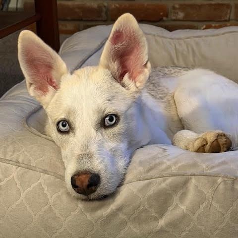 Valerie, an adopted mixed breed in San Diego, CA image 1/5