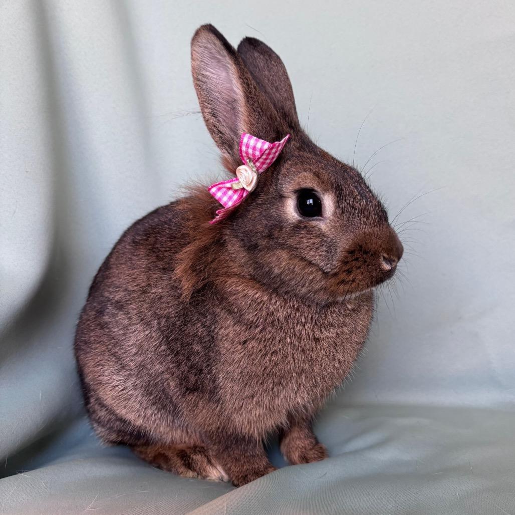 Enlarge Ethel, a Adoptable Lionhead in Columbia, MD image 2/4