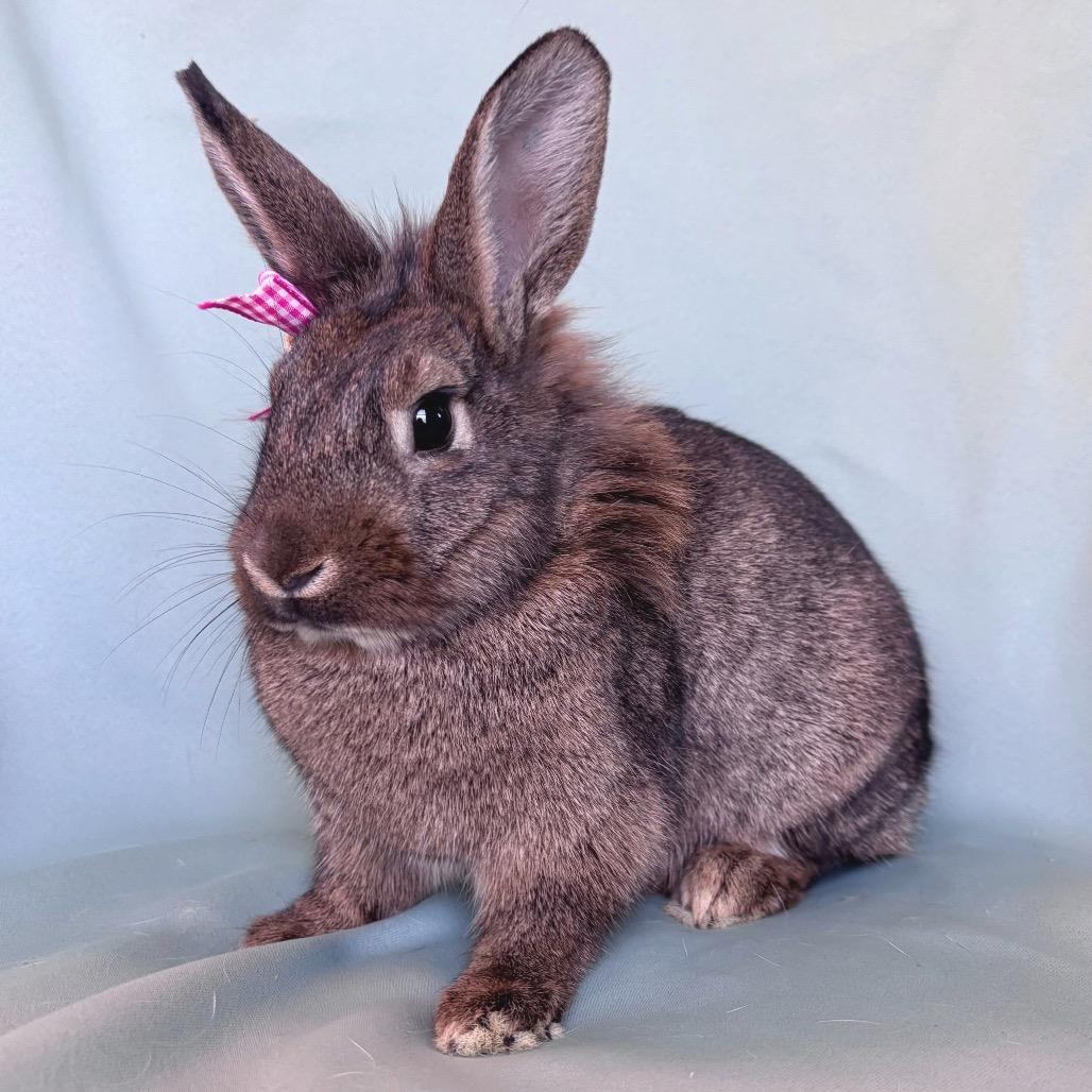 Enlarge Ethel, a Adoptable Lionhead in Columbia, MD image 3/4