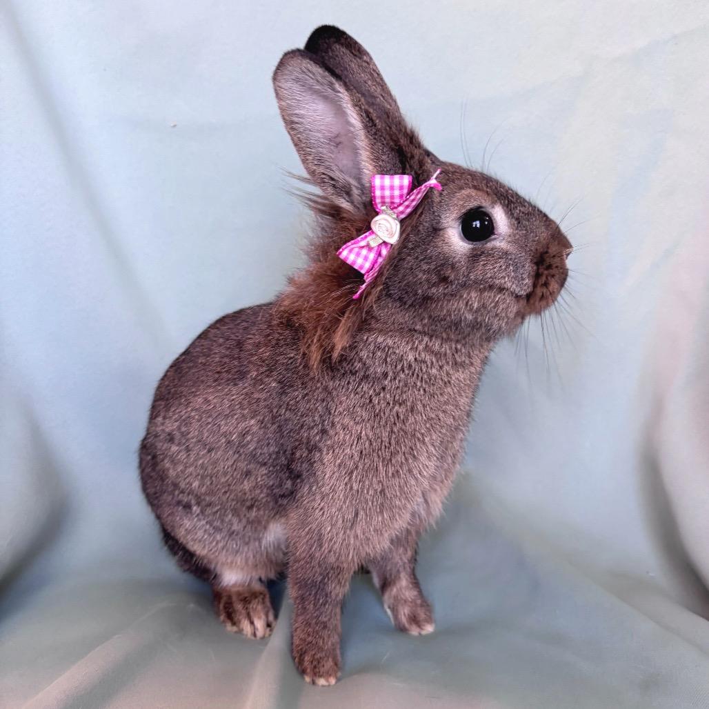 Enlarge Ethel, a Adoptable Lionhead in Columbia, MD image 4/4
