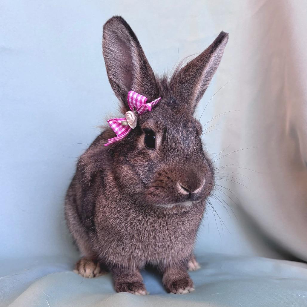 Enlarge Ethel, a Adoptable Lionhead in Columbia, MD image 1/4