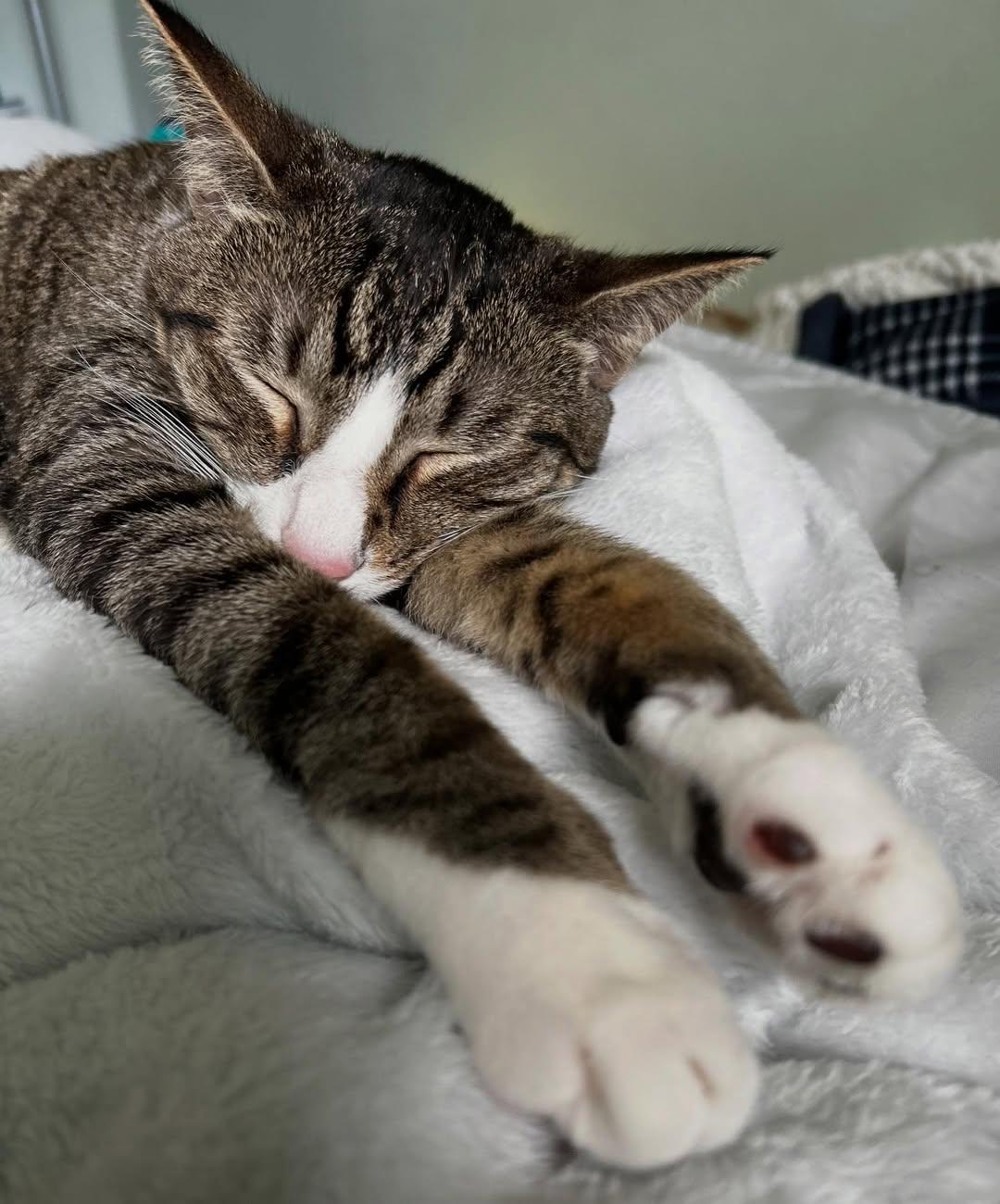 Matzah, Adoptable, Adult Male Domestic Short Hair.