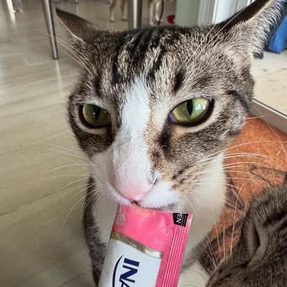 Enlarge Matzah, a Adoptable Domestic Short Hair in vero beach, FL image 2/5