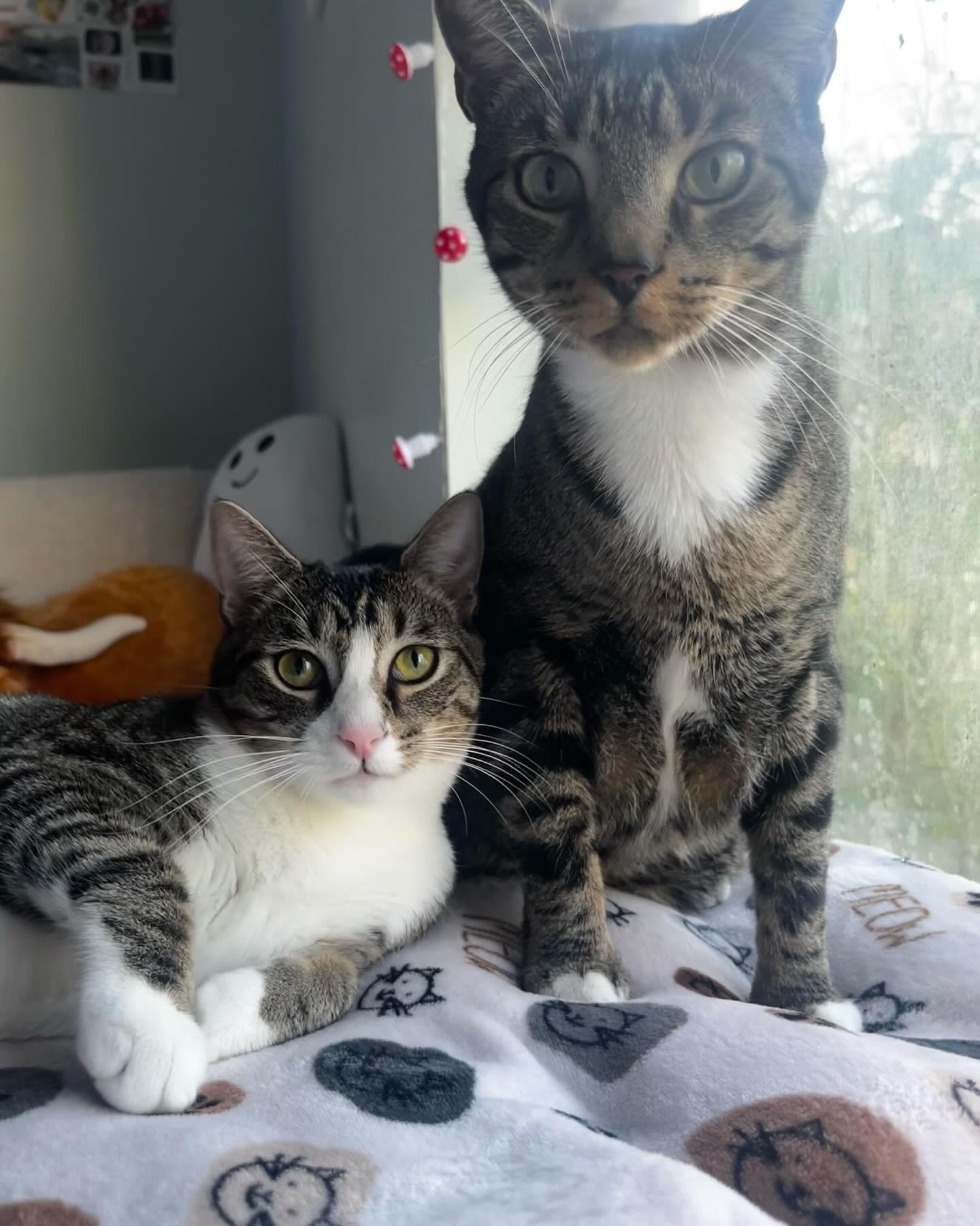 Enlarge Matzah, a Adoptable Domestic Short Hair in vero beach, FL image 3/5