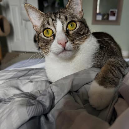 Enlarge Matzah, a Adoptable Domestic Short Hair in vero beach, FL image 4/5