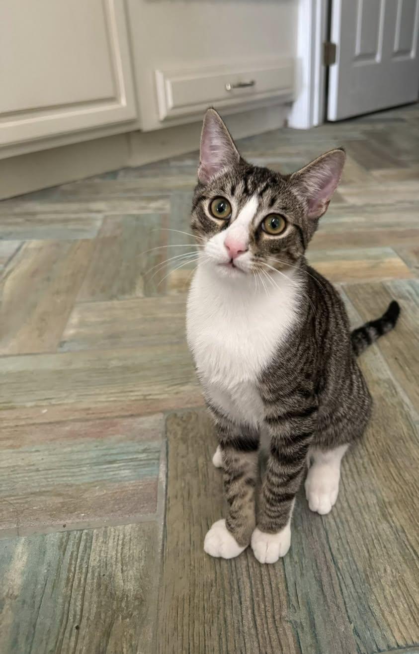 Enlarge Matzah, a Adoptable Domestic Short Hair in vero beach, FL image 5/5