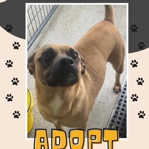 Rainie, Adopted, Adult Female Mixed Breed.