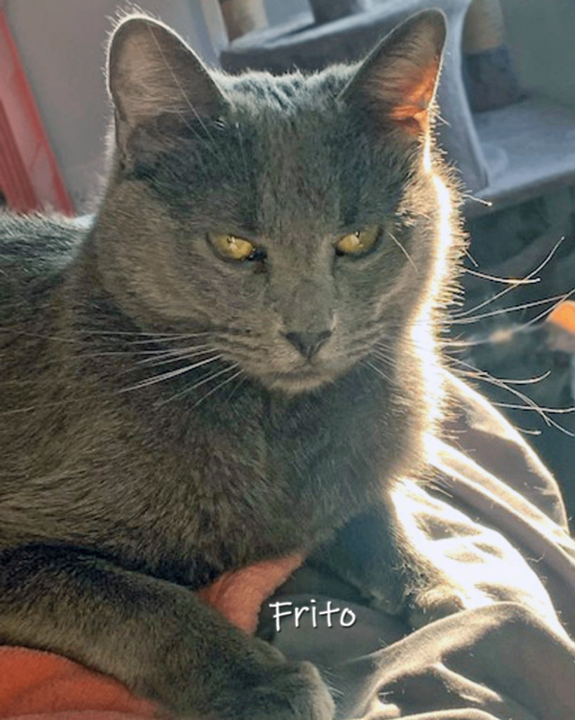 Frito 2