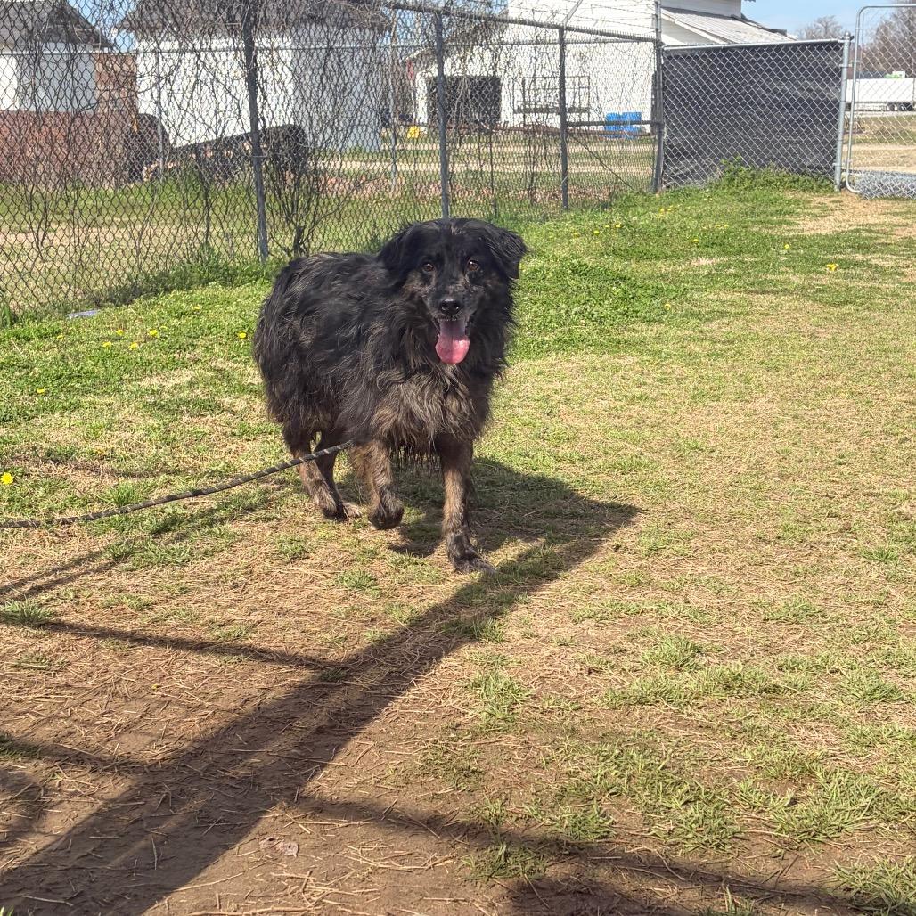 Enlarge Scruffy, an adopted mixed breed in Mullins, SC image 4/4