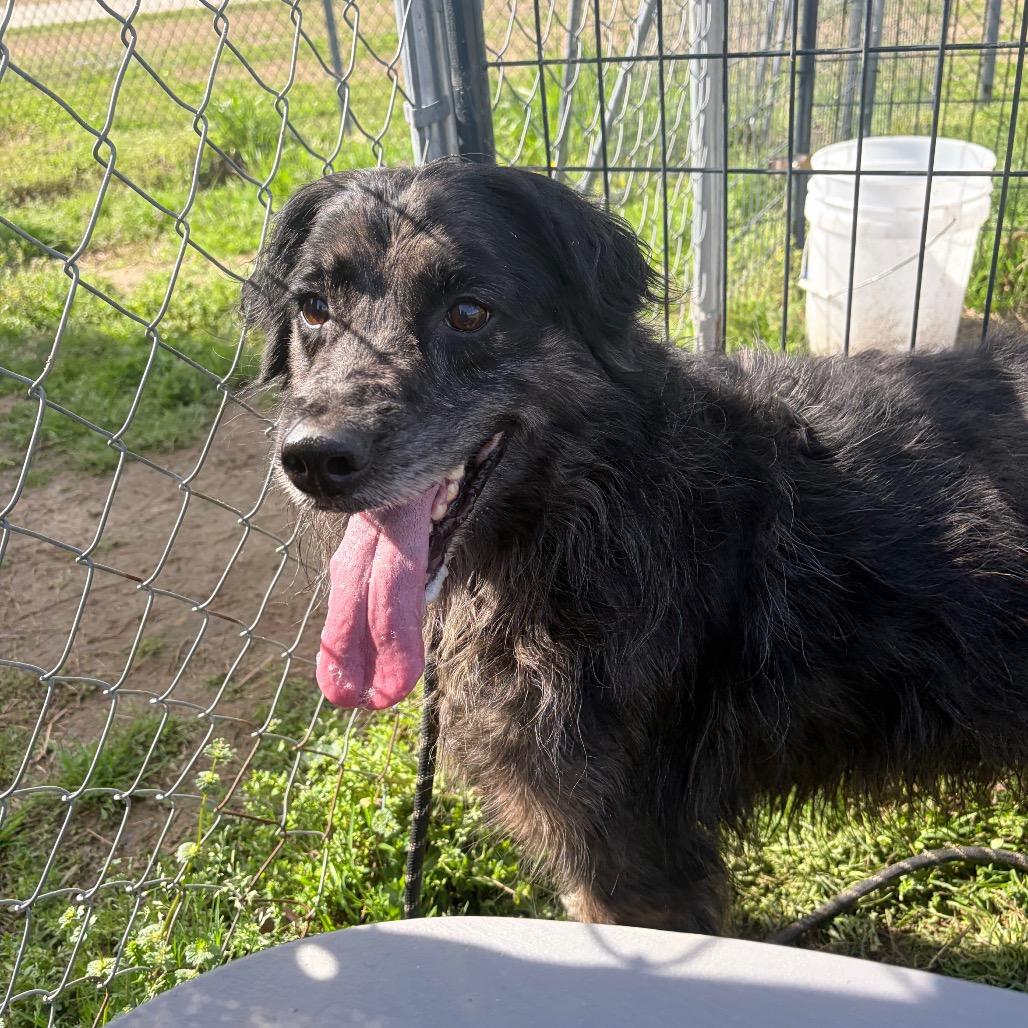 Enlarge Scruffy, an adopted mixed breed in Mullins, SC image 1/4