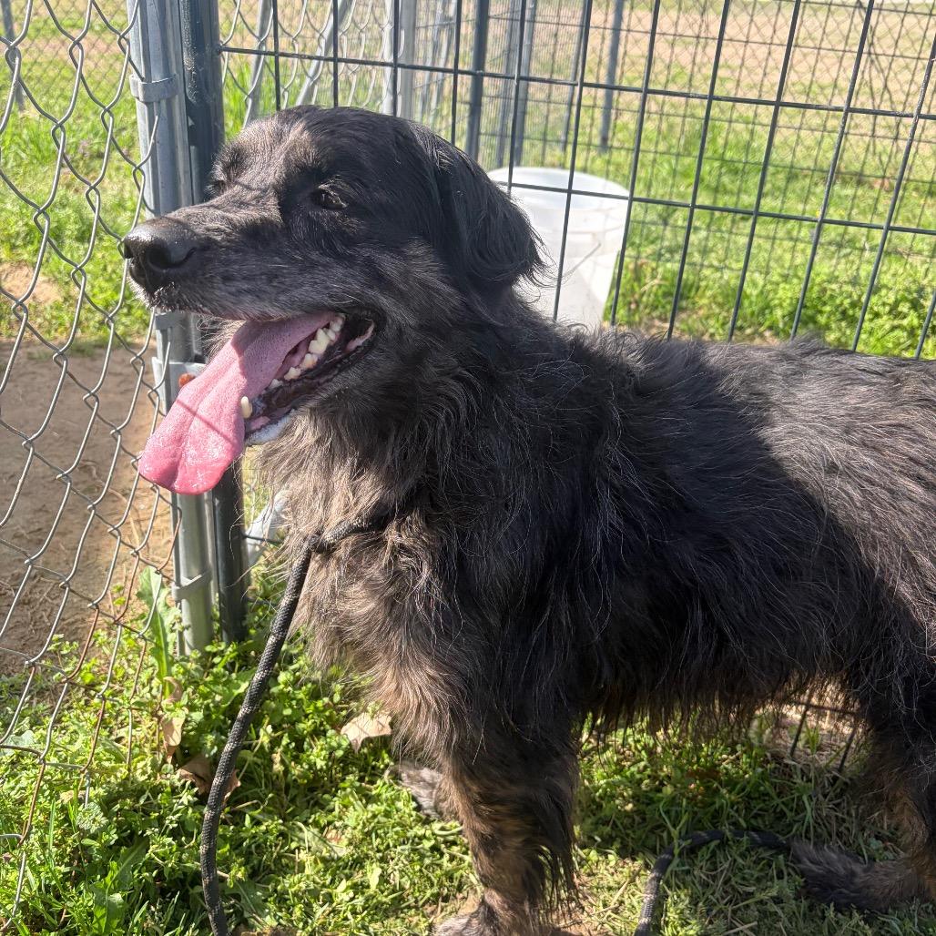 Enlarge Scruffy, an adopted mixed breed in Mullins, SC image 3/4