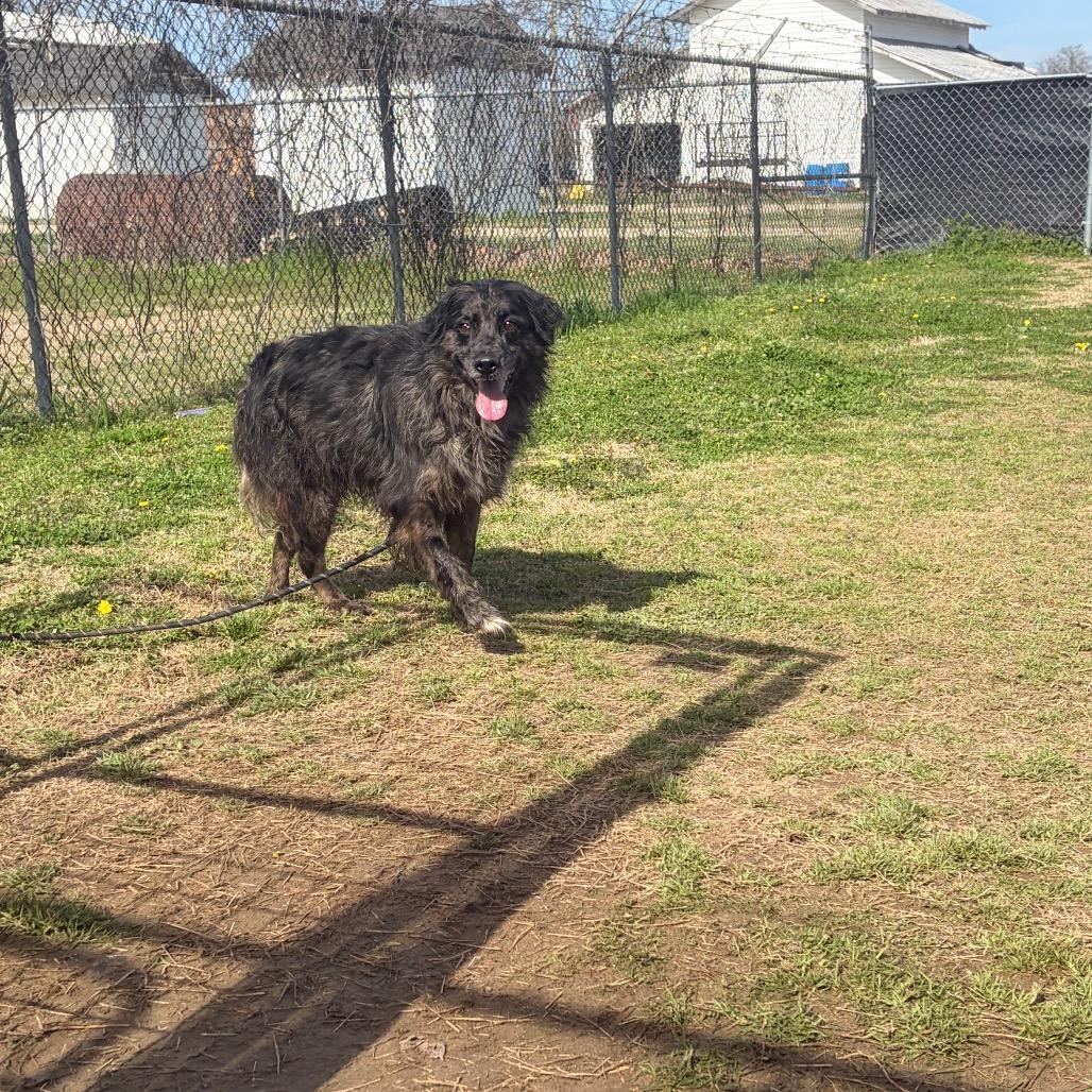 Enlarge Scruffy, an adopted mixed breed in Mullins, SC image 2/4