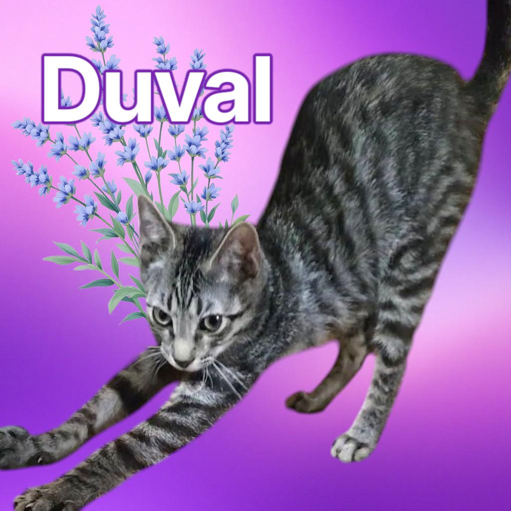 Enlarge Duval, a Adopted Domestic Short Hair in York, PA image 1/1