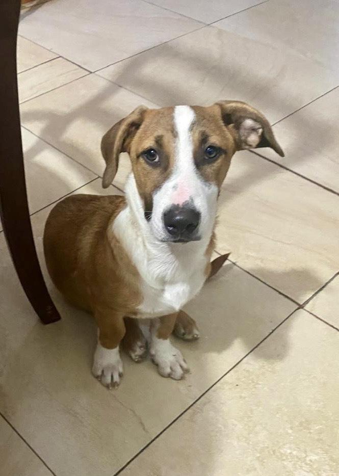 Enlarge Jasper, a Adoptable mixed breed in Escondido, CA image 2/4