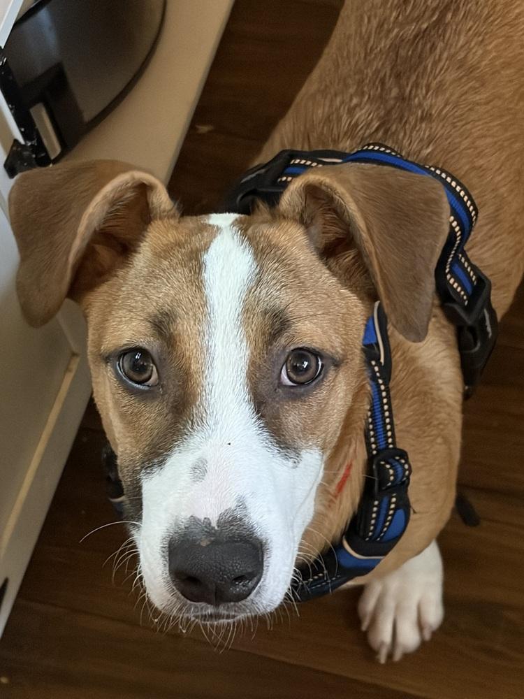 Jasper, a Adoptable mixed breed in Escondido, CA image 4/4