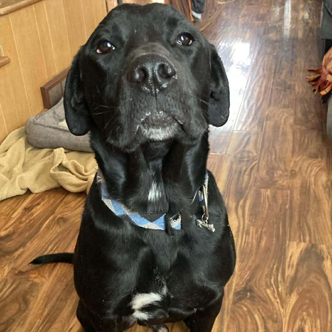 Enlarge Magnus, a ADOPTABLE mixed breed in Des Moines, IA image 1/2