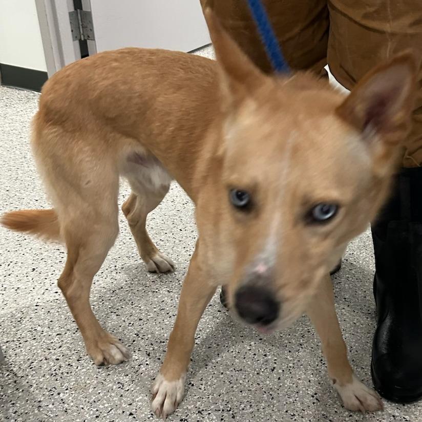 Enlarge Kino, a Adoptable mixed breed in Carlyle, IL image 1/1