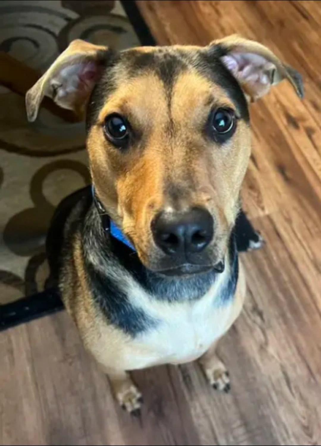 Otis, Adoptable, Adult Male Hound & German Shepherd Dog.