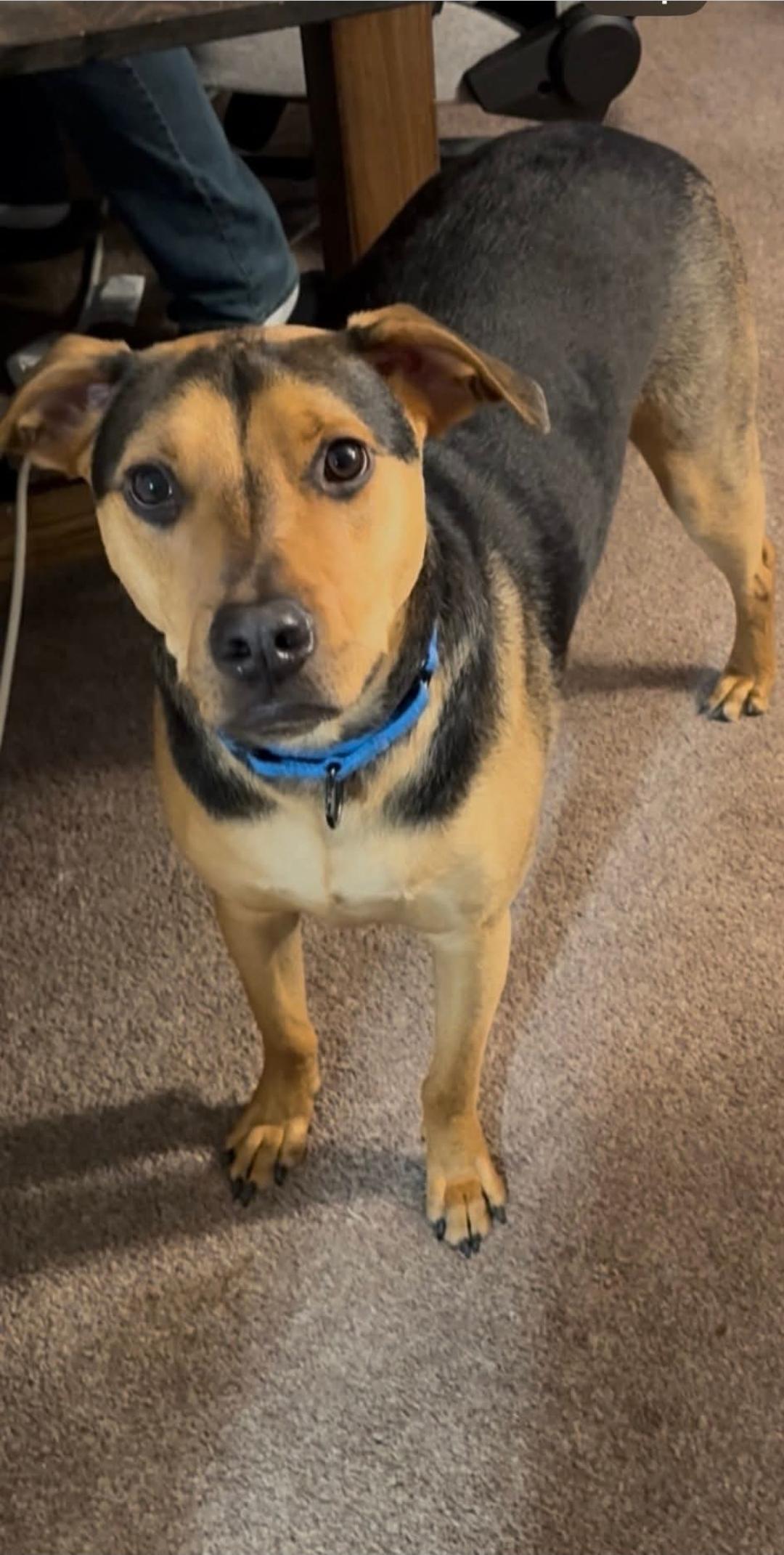 Enlarge Otis, a Adoptable mixed breed in Bloomfield, NY image 2/4