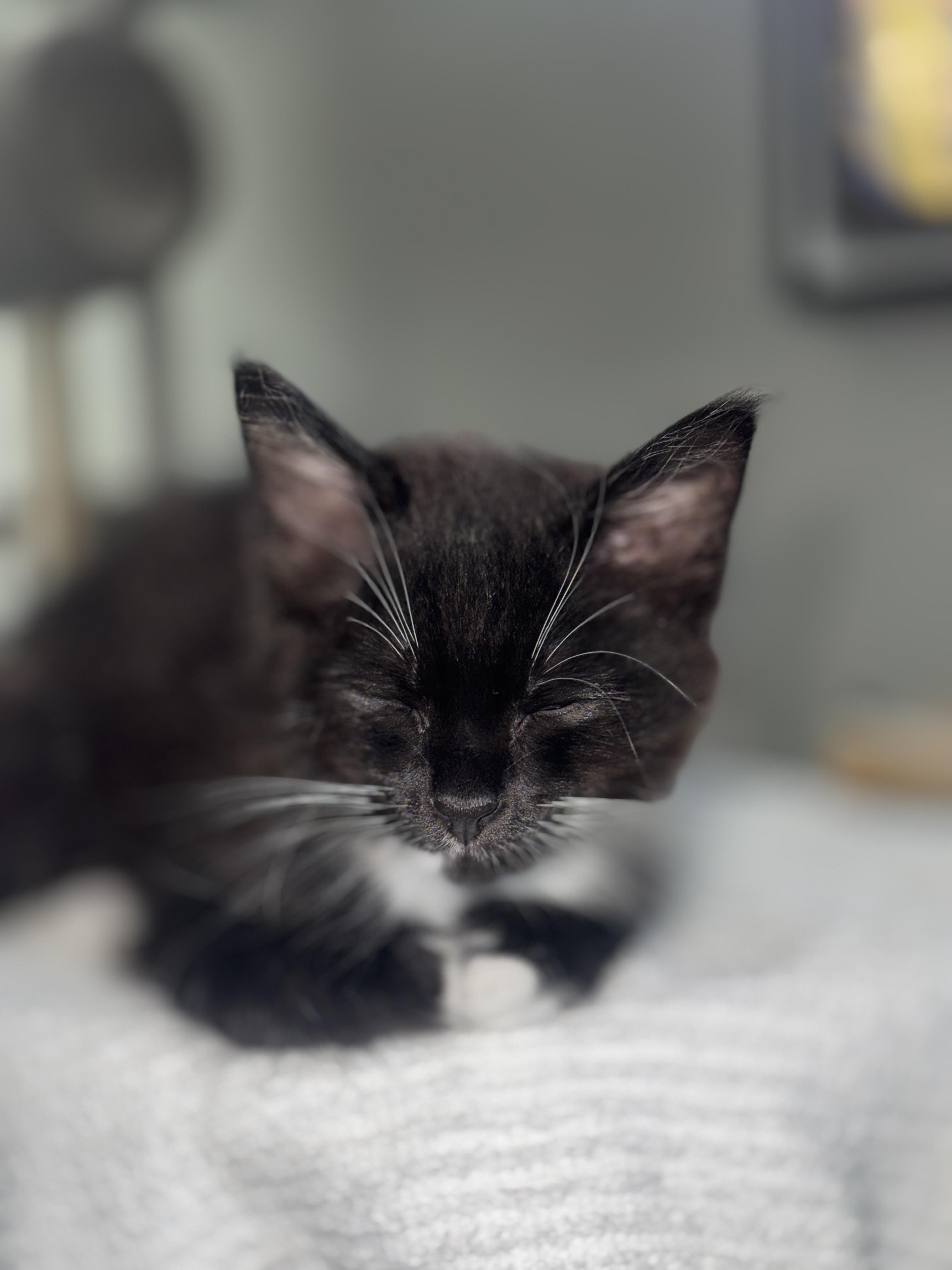 Enlarge LOCUS (MA), an adopted mixed breed in Southbridge , MA image 5/6