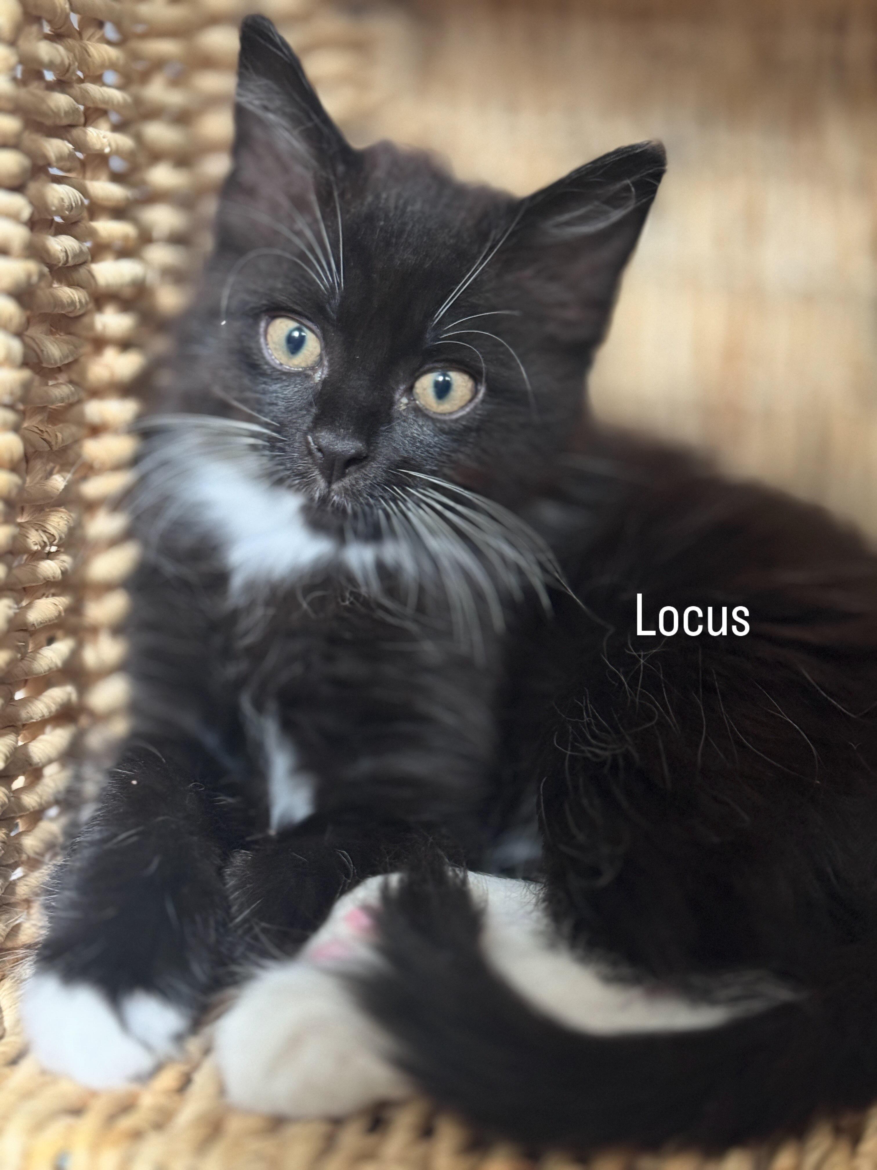 Enlarge LOCUS (MA), an adopted mixed breed in Southbridge , MA image 4/6