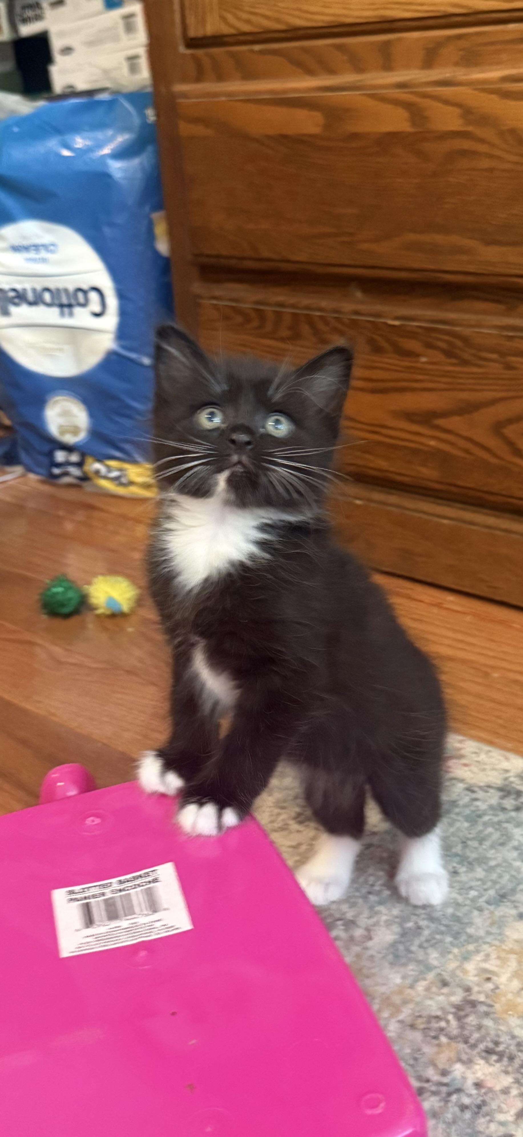 Enlarge LOCUS (MA), an adopted mixed breed in Southbridge , MA image 3/6