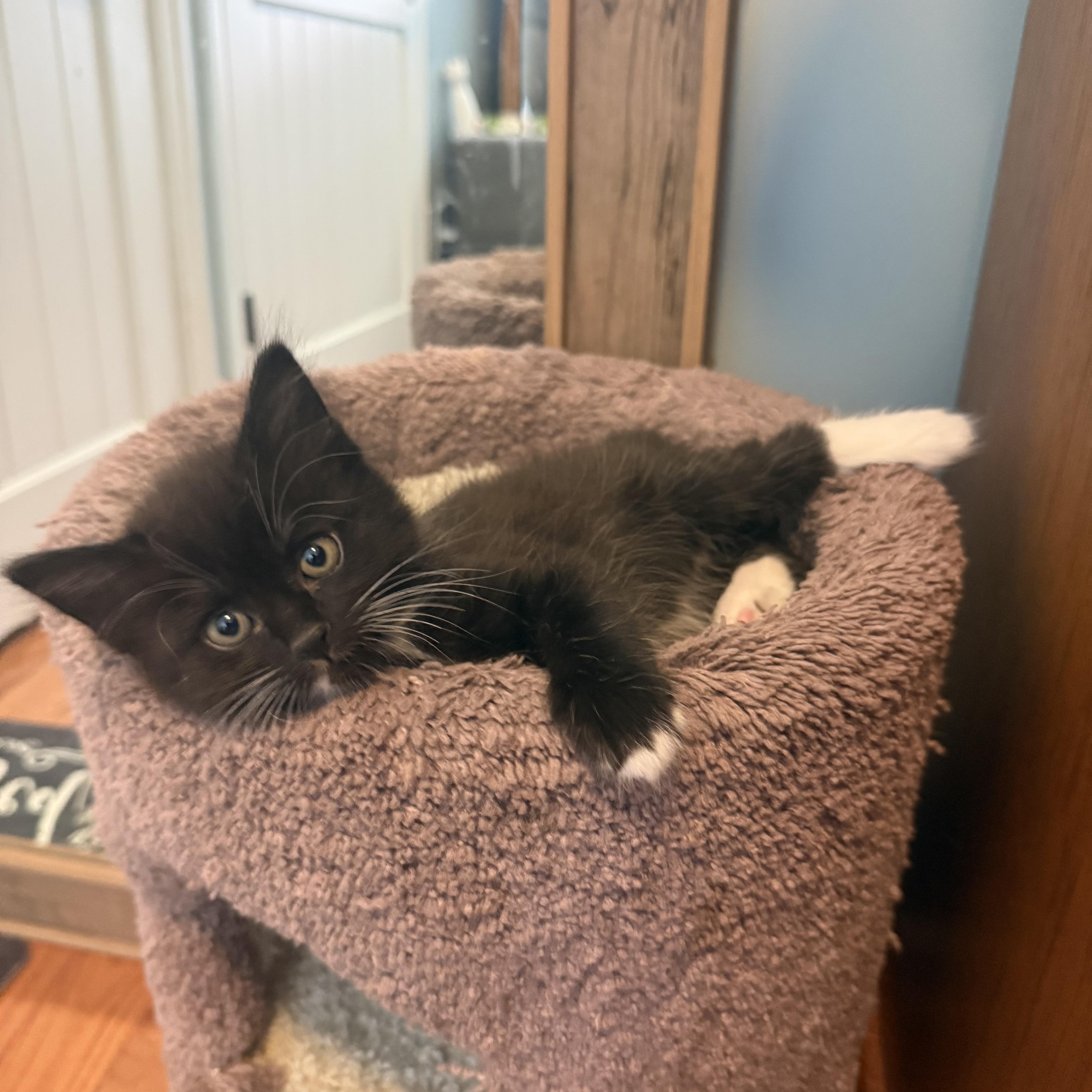 LOCUS (MA), adopted, Kitten Male Domestic Long Hair.