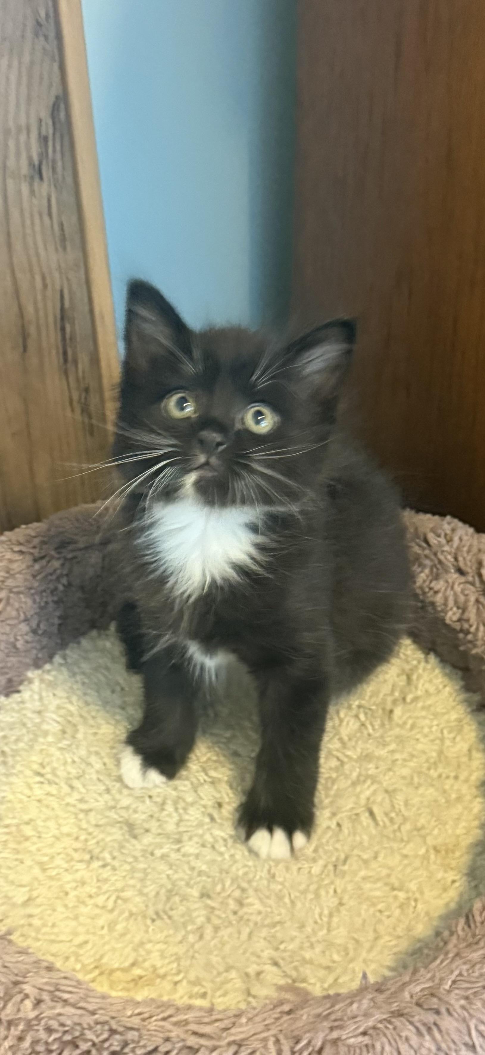 Enlarge LOCUS (MA), an adopted mixed breed in Southbridge , MA image 6/6