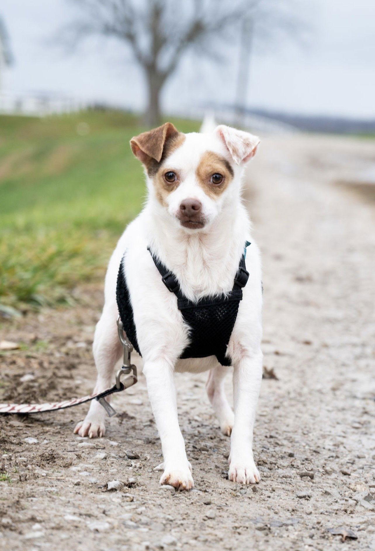 Angel, Adopted, Adult Female Chihuahua & Terrier.
