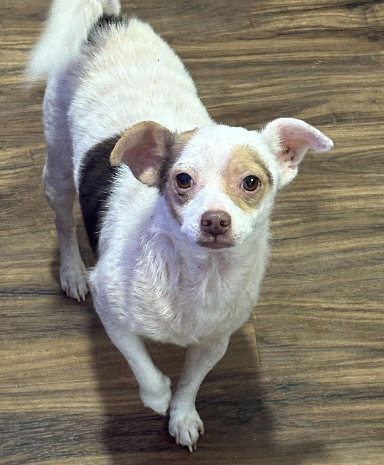 Enlarge Angel, a Adopted mixed breed in Sistersville, WV image 2/3