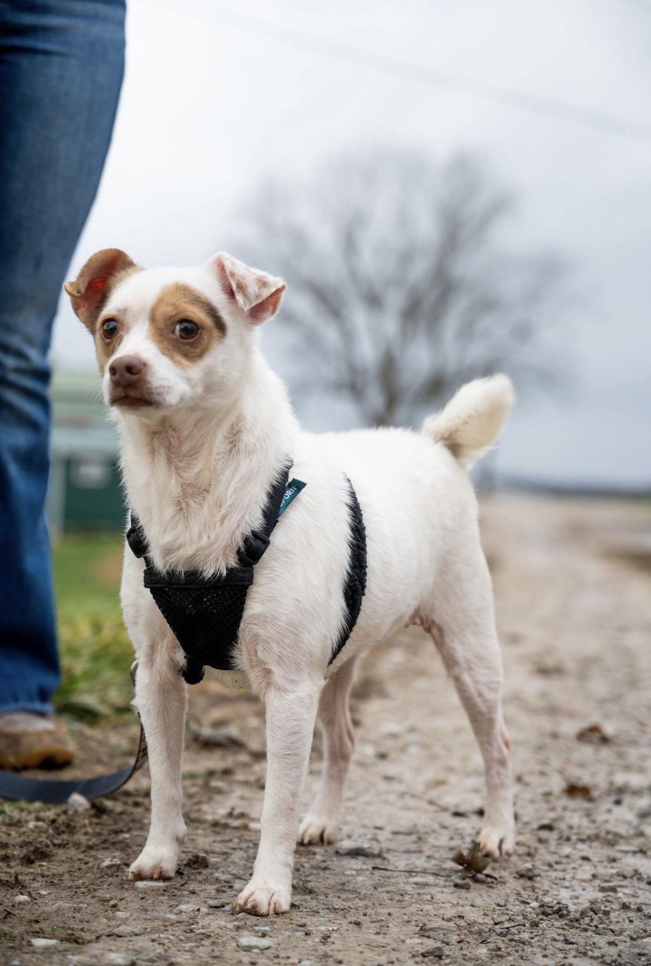 Enlarge Angel, a Adopted mixed breed in Sistersville, WV image 3/3