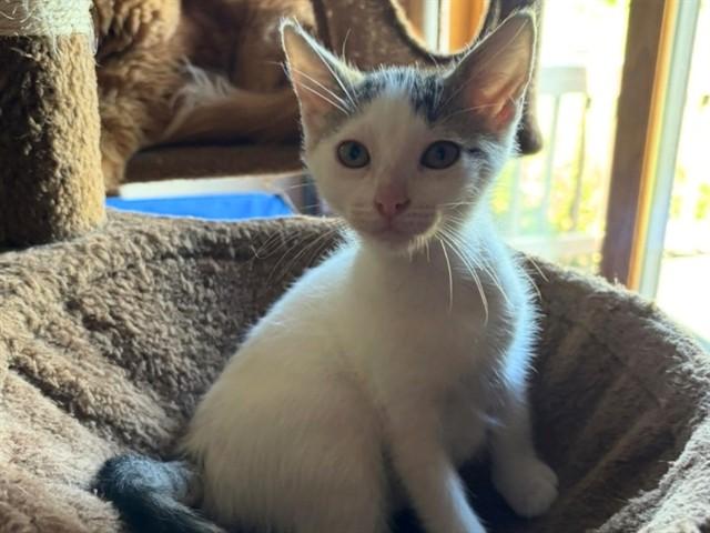 LIL SISSY, Adoptable, Kitten Female Domestic Short Hair.