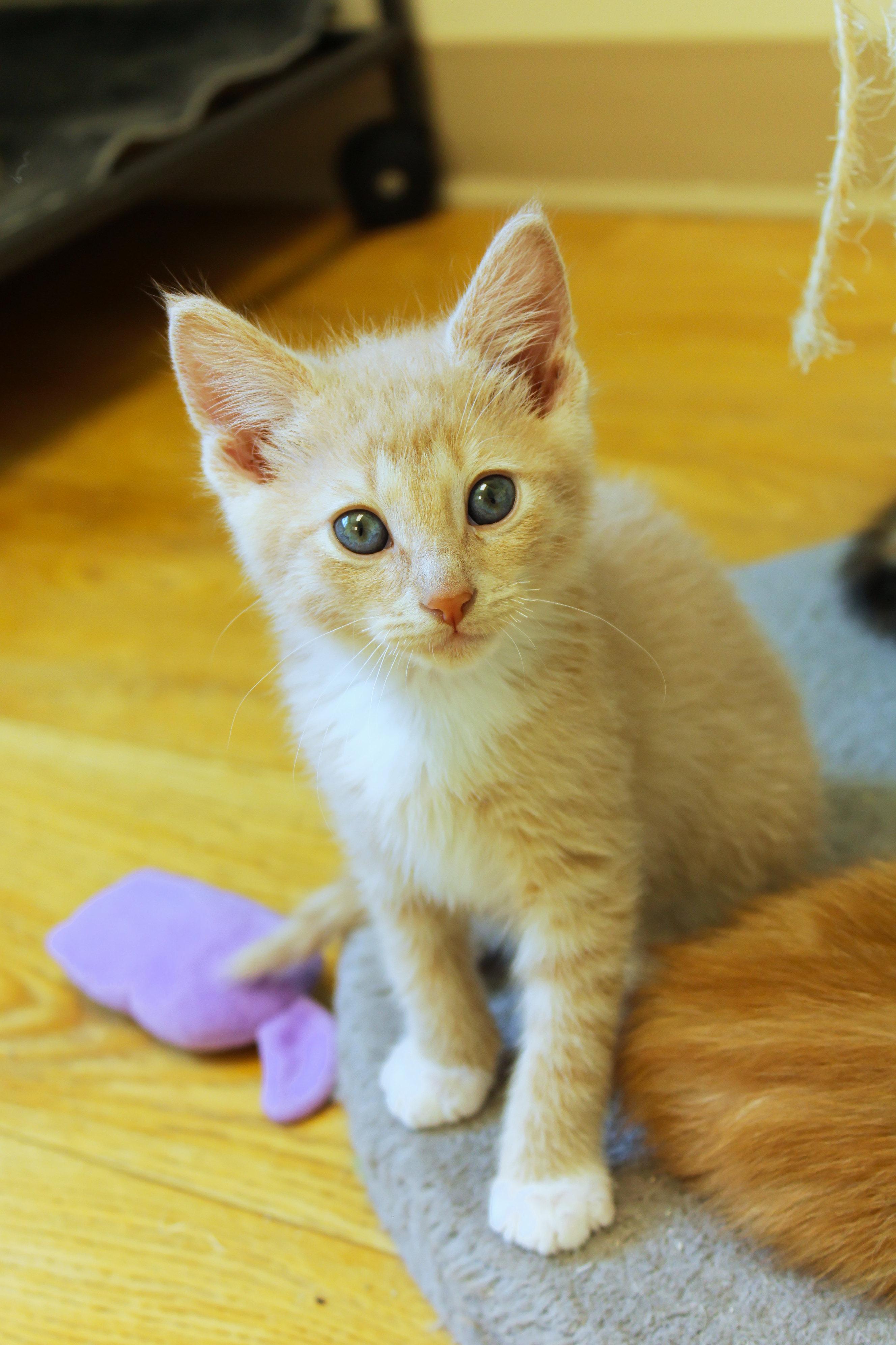 Honeydew, an adopted Domestic Short Hair in Urbana, OH image 3/6