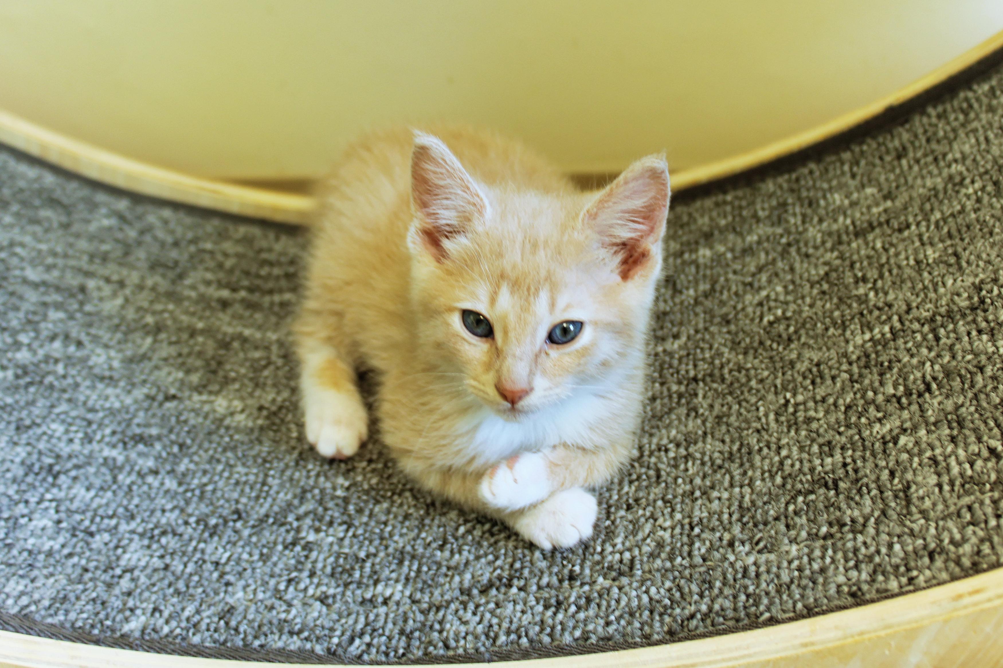 Honeydew, an adopted Domestic Short Hair in Urbana, OH image 5/6