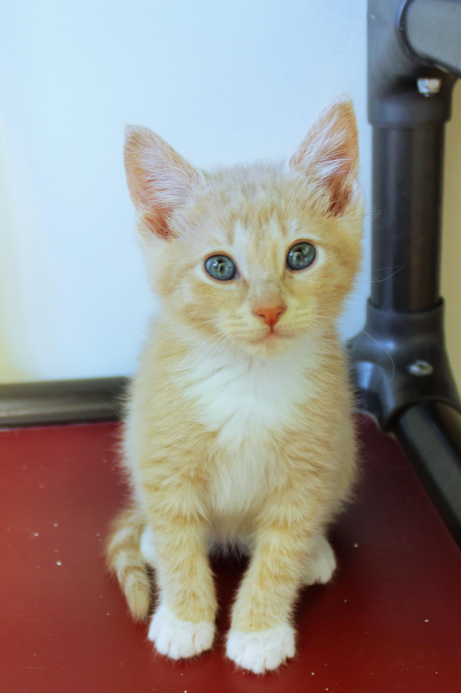Honeydew, adopted, Kitten Male Domestic Short Hair.