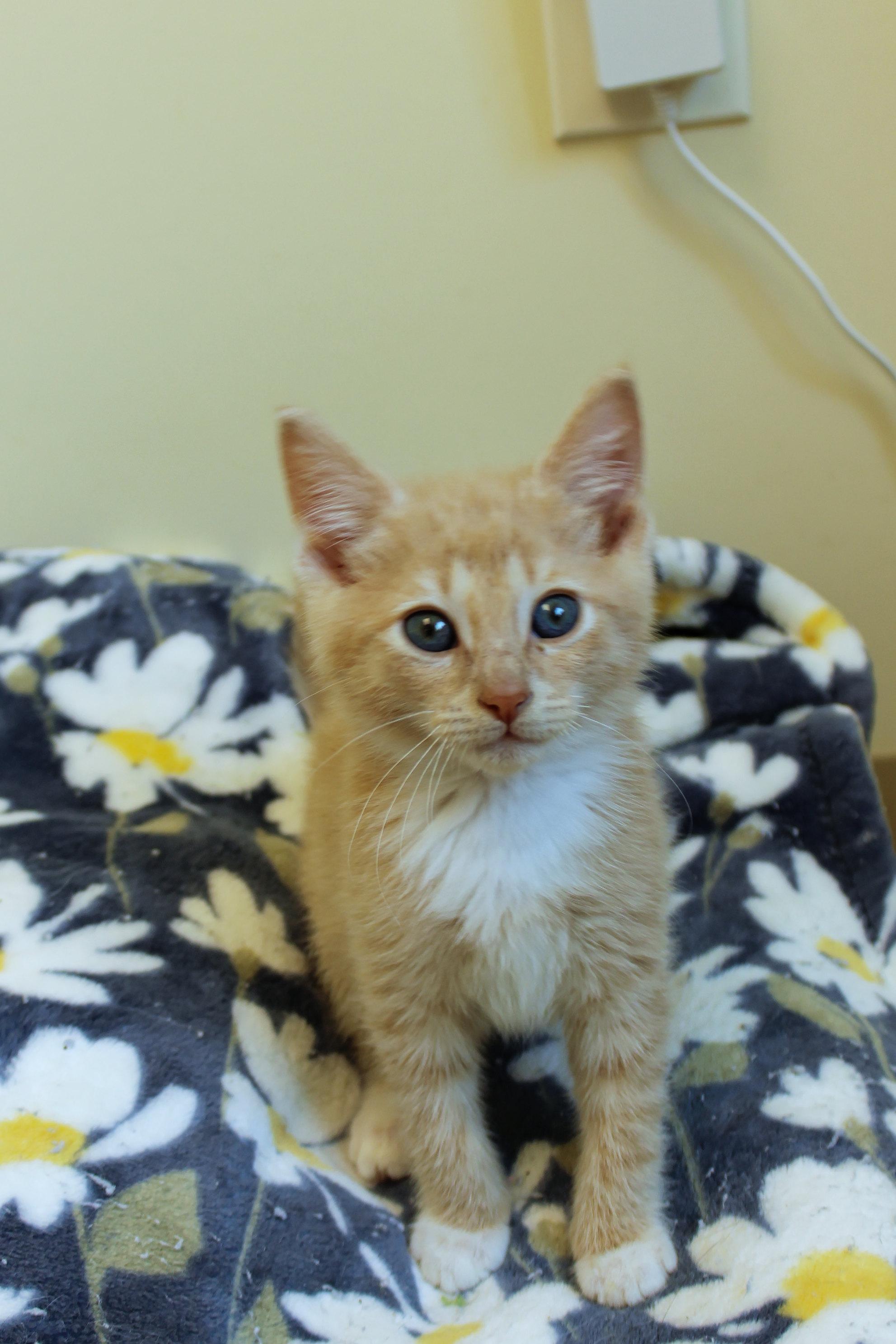 Honeydew, an adopted Domestic Short Hair in Urbana, OH image 4/6