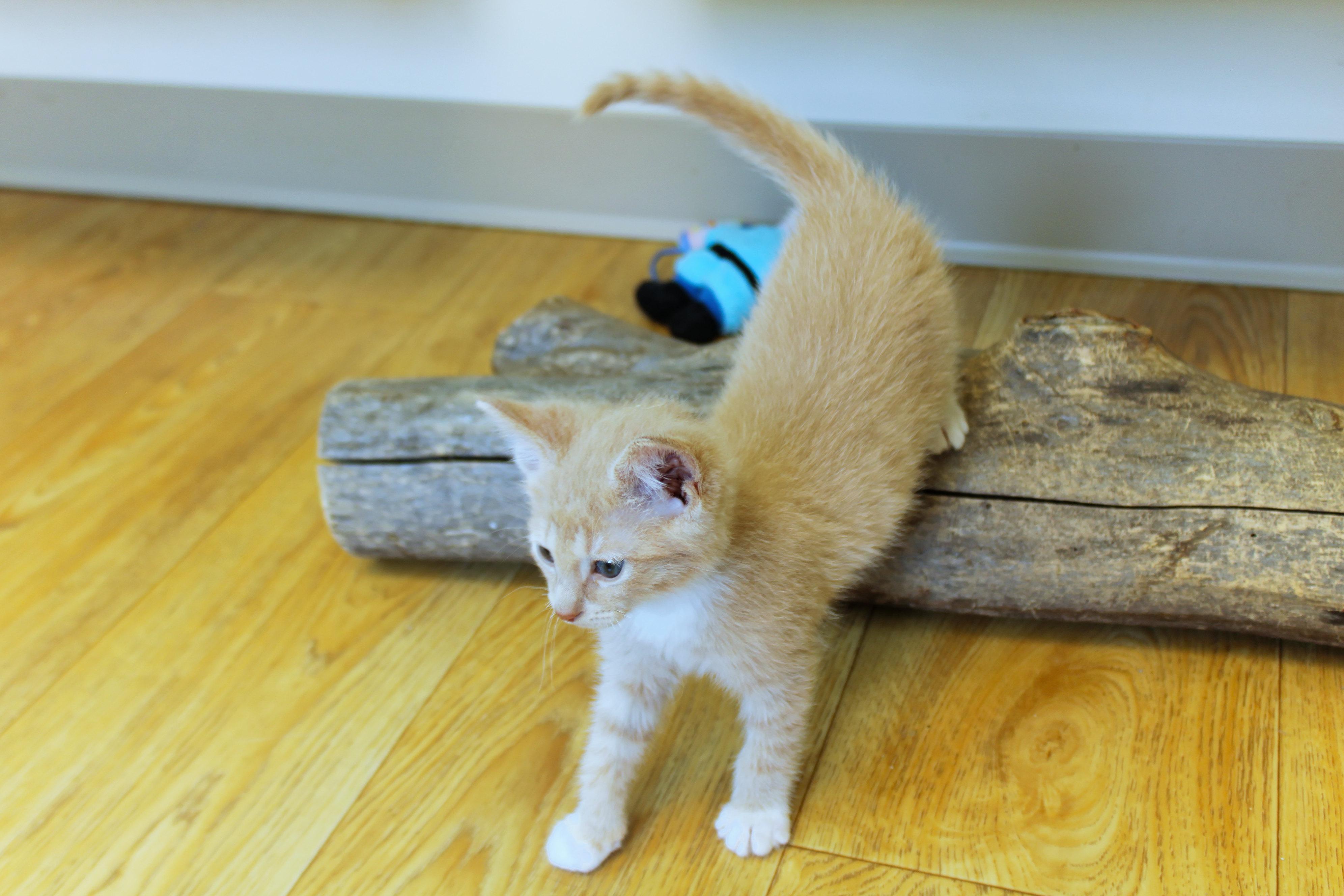 Honeydew, an adopted Domestic Short Hair in Urbana, OH image 6/6