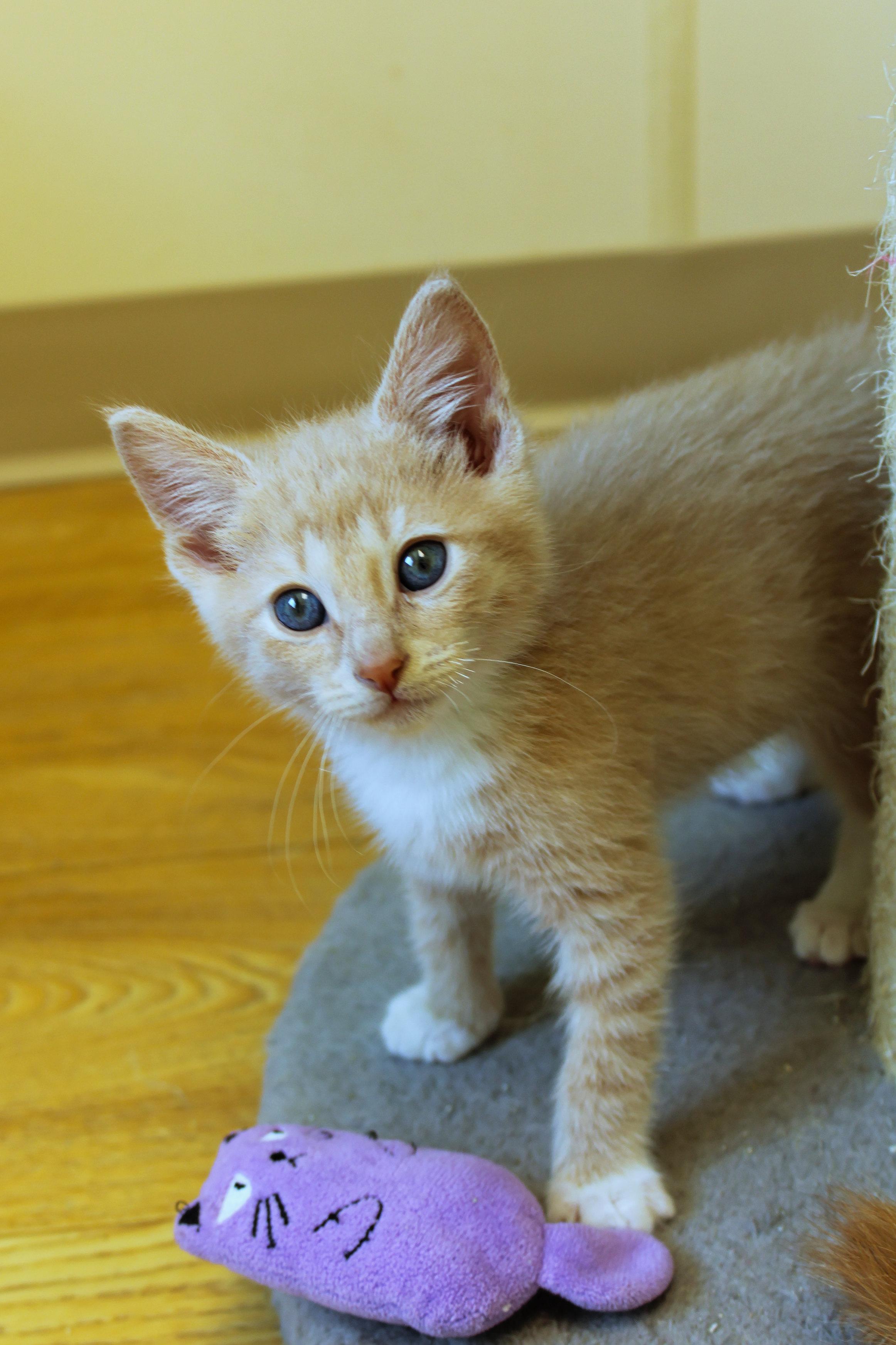 Honeydew, an adopted Domestic Short Hair in Urbana, OH image 2/6