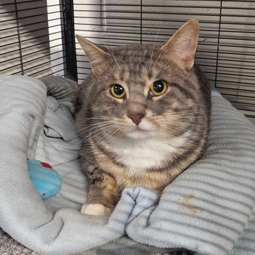 Enlarge Dexter, an adopted Domestic Short Hair in Toronto, ON image 2/3