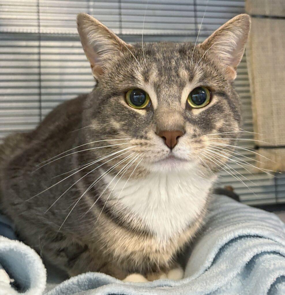 Dexter, adopted, Young Male Domestic Short Hair.