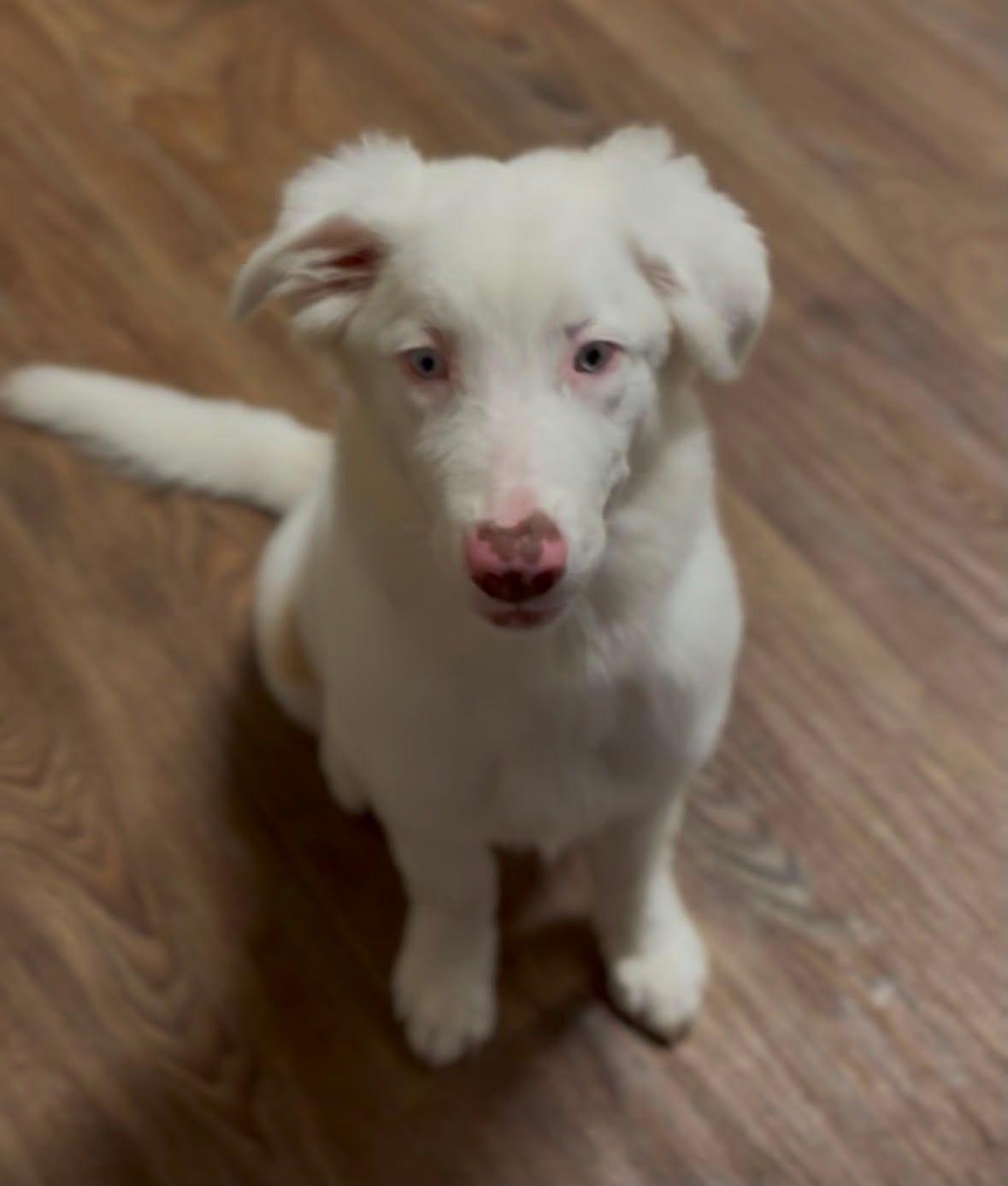 Zero, ADOPTABLE, Puppy Female Australian Shepherd.