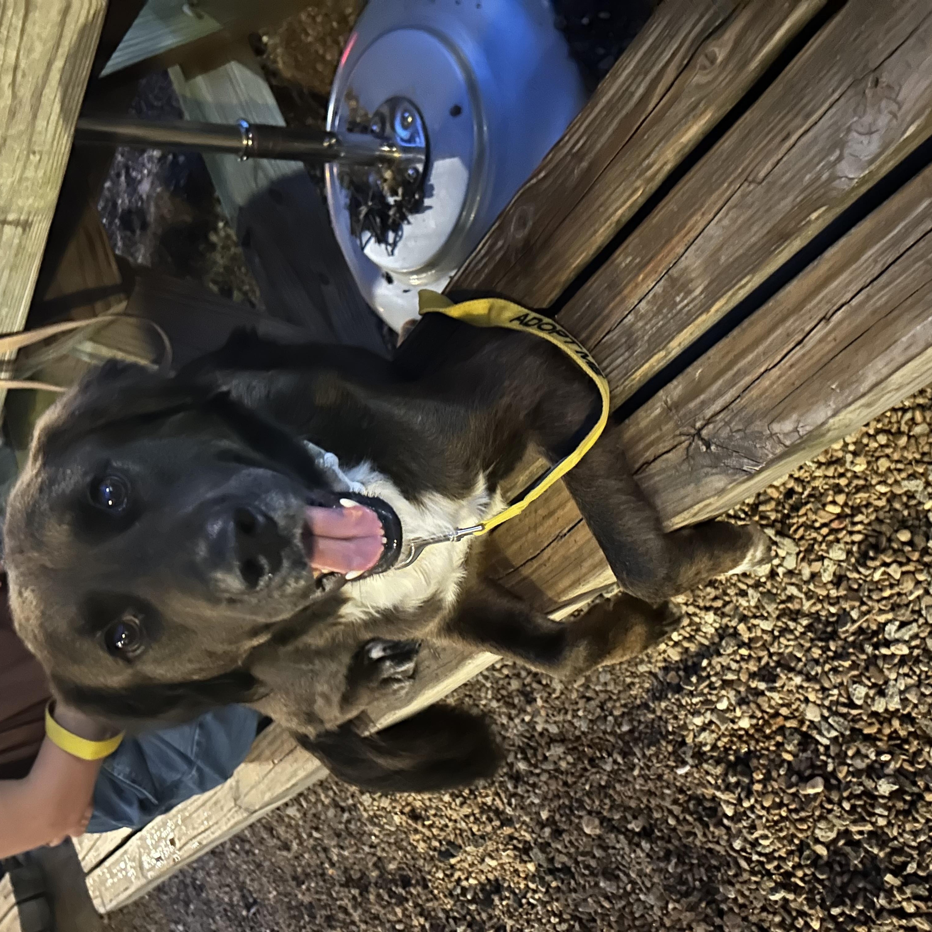 Enlarge George, a Adoptable mixed breed in Chester, SC image 2/6