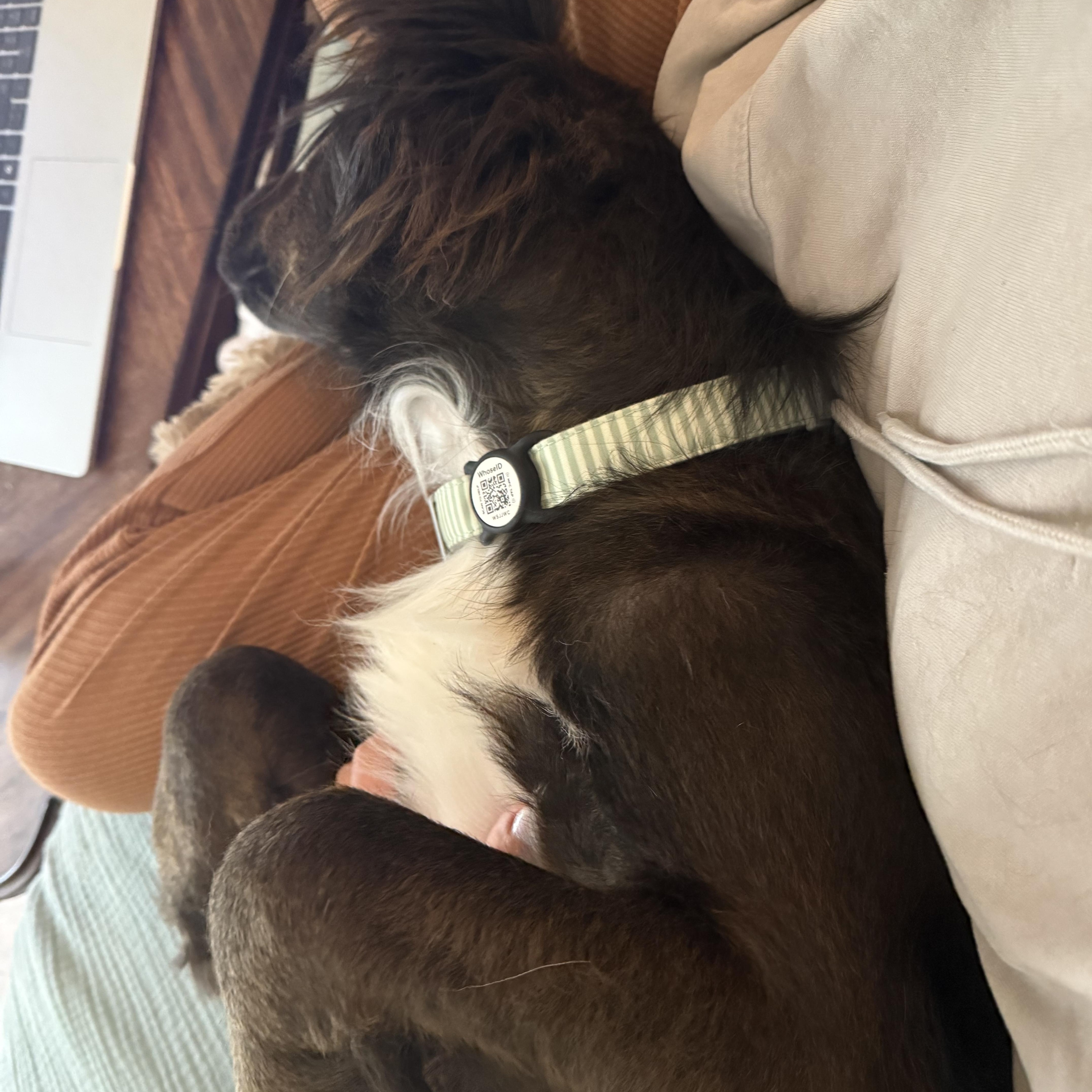 Enlarge George, a Adoptable mixed breed in Chester, SC image 6/6