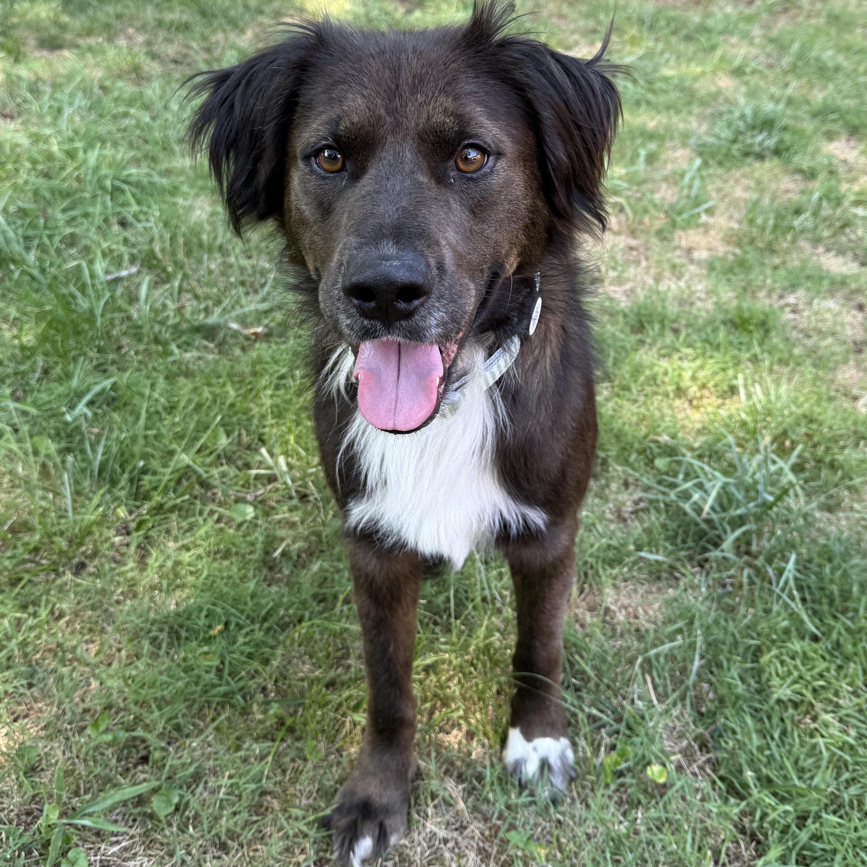 George, Adoptable, Adult Male Australian Shepherd & Flat-Coated Retriever.
